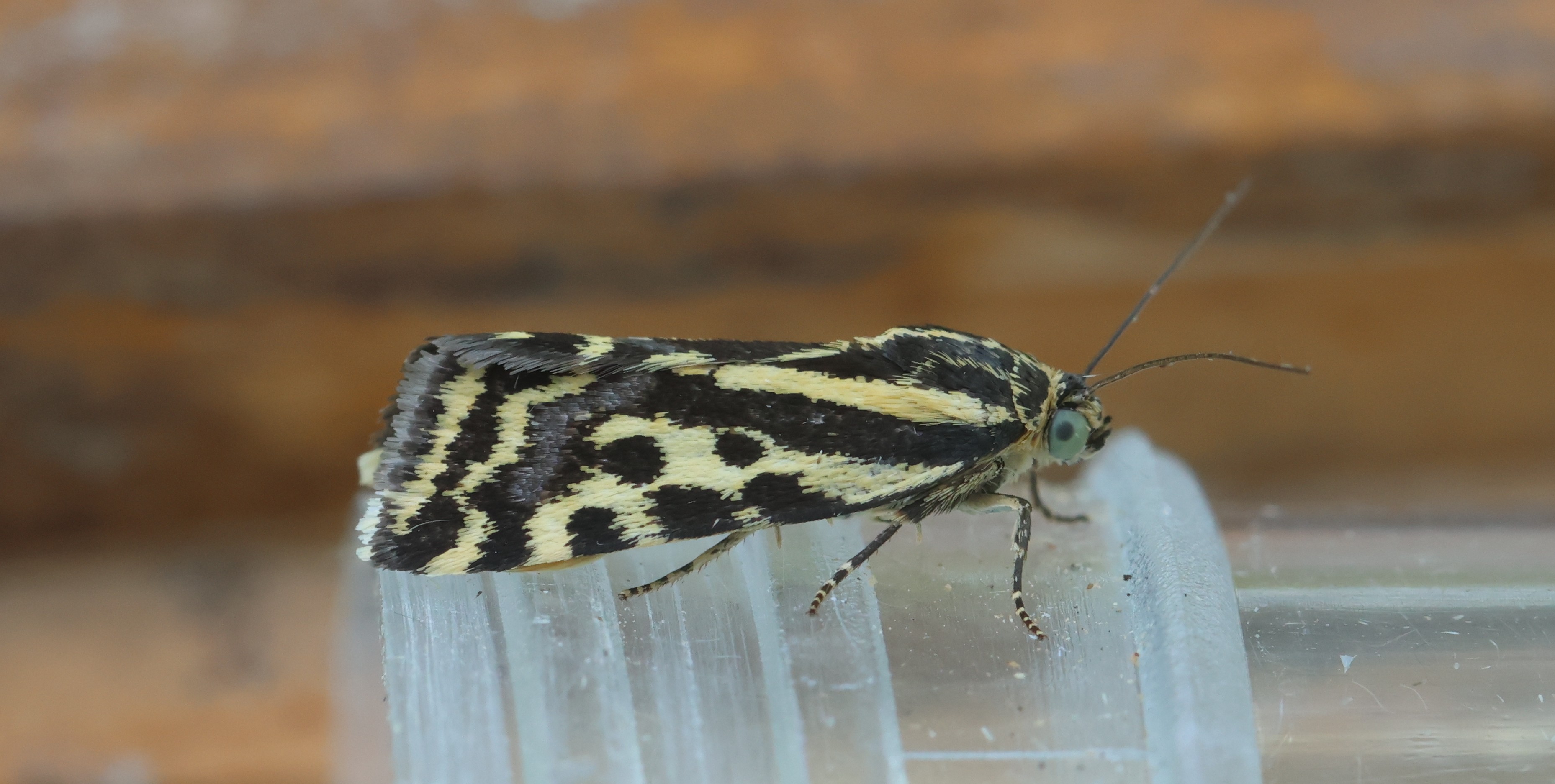 Photo of Spotted Sulphur (Acontia trabealis)
